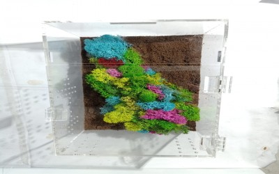 Kandang Tarantula Dekorasi Terrestrial 25 x 15 x 15